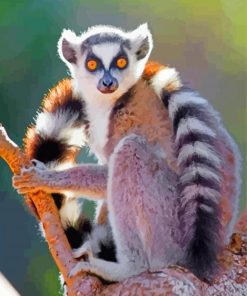 Ring Tailed Lemur Diamond Painting