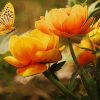 Yellow Butterfly On Flowers Diamond Painting