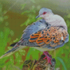 Beautiful Dove Bird Diamond Painting