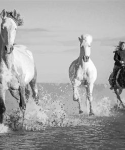 Black And White Horses In River Diamond Painting