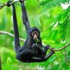 Black Spider Monkey Diamond Painting