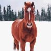 Brown Horse In Snowy Forest Diamond Painting