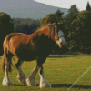 Clydesdale In Field Diamond Painting