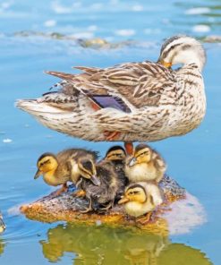 Duck With Its Baby Ducklings Diamond Painting