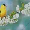 Goldfinch On Cherry Blossom Diamond Painting