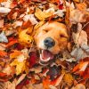 Happy Dog In Leaves Diamond Painting