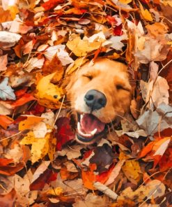 Happy Dog In Leaves Diamond Painting