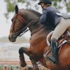 Horse Jumping The Fence Diamond Painting