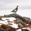 Lonely Ptarmigan Diamond Painting