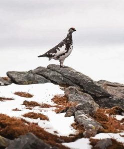 Lonely Ptarmigan Diamond Painting