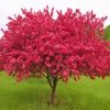 Pink Crabapple Tree Diamond Painting