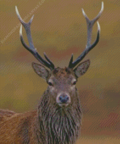 Red Deer Diamond Painting