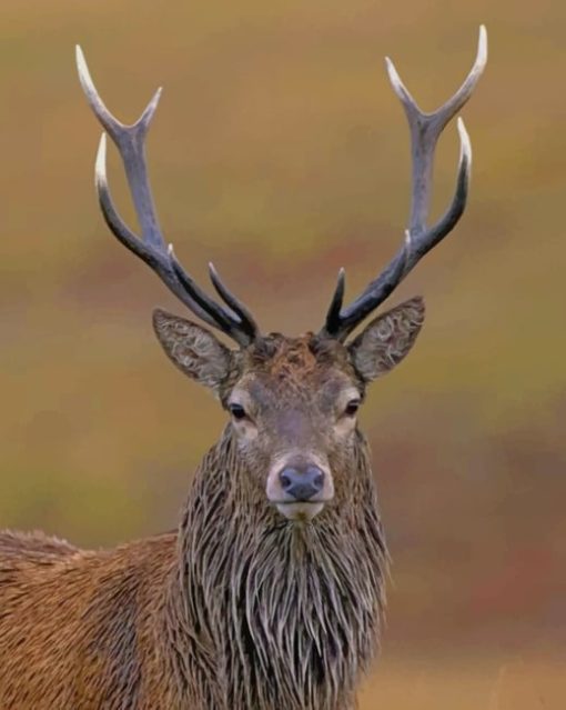 Red Deer Diamond Painting