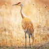 Sandhill Crane Diamond Painting