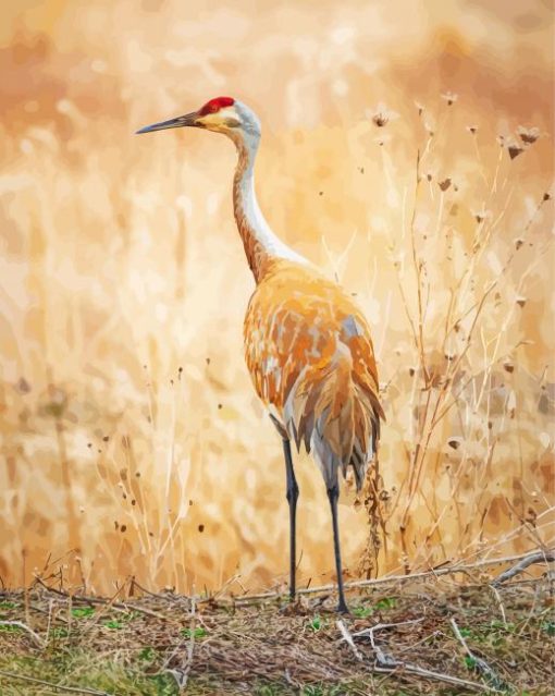 Sandhill Crane Diamond Painting