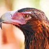 Wedge Tailed Eagle Bird Head Diamond Painting