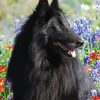 Belgian Sheepdog Diamond Painting