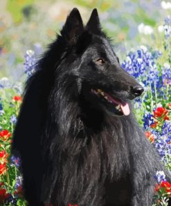 Belgian Sheepdog Diamond Painting