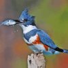 Belted Kingfisher Diamond Painting