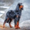 Big Gordon Setter Diamond Painting