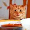 Cat At Dinner Table Diamond Painting