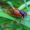 Cicadas On Leaves Diamond Painting