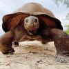 Close Up Seychelles Giant Tortoise Diamond Painting