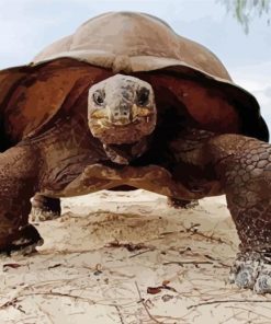 Close Up Seychelles Giant Tortoise Diamond Painting