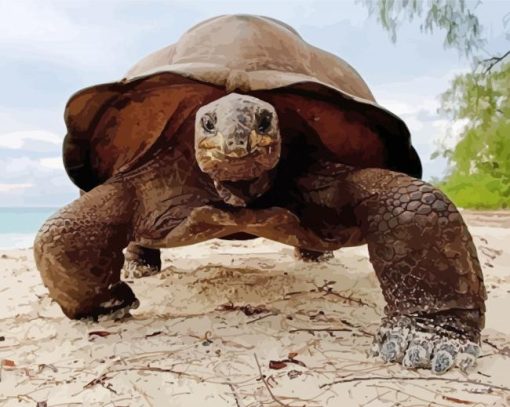 Close Up Seychelles Giant Tortoise Diamond Painting