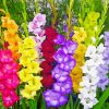 Colorful Gladioli Diamond Painting