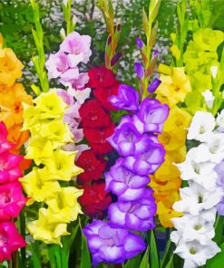 Colorful Gladioli Diamond Painting