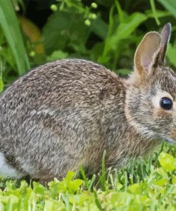 Cottontail Diamond Painting