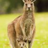 Eastern Grey Kangaroos Diamond Painting