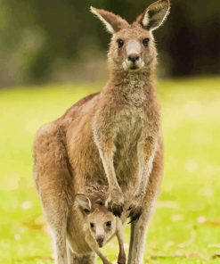 Eastern Grey Kangaroos Diamond Painting