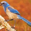 Florida Scrub Jay Diamond Painting