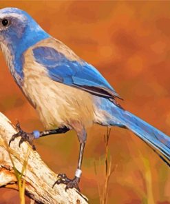 Florida Scrub Jay Diamond Painting