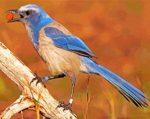 Florida Scrub Jay Diamond Painting