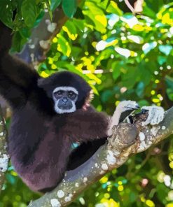 Gibbon In Tree Diamond Painting