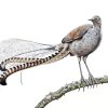 Grey Lyrebird Art Diamond Painting