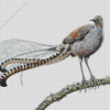 Grey Lyrebird Art Diamond Painting