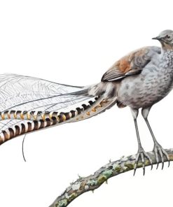 Grey Lyrebird Art Diamond Painting