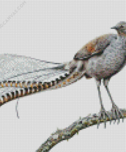 Grey Lyrebird Art Diamond Painting