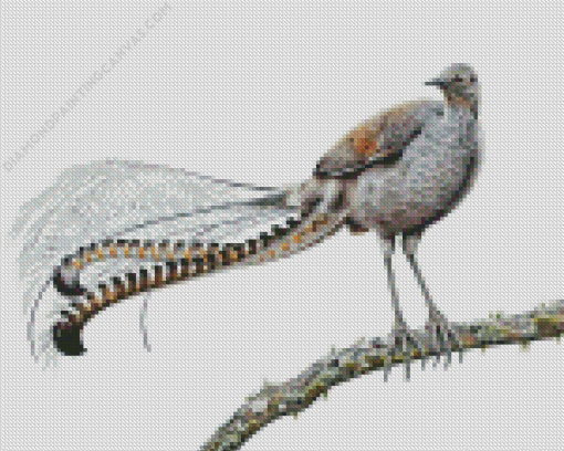 Grey Lyrebird Art Diamond Painting