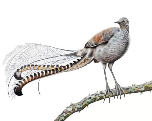 Grey Lyrebird Art Diamond Painting