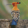 Hoopoe Bird Diamond Painting