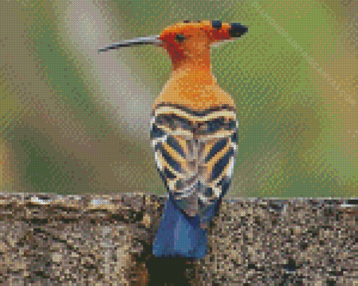 Hoopoe Bird Diamond Painting