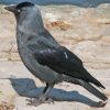 Jackdaw Black Bird Diamond Painting