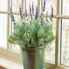 Lavender In Vase Window Diamond Painting