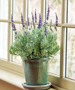 Lavender In Vase Window Diamond Painting