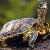 Long Neck Turtle Diamond Painting